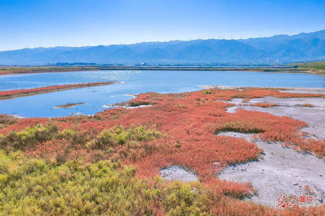 碱蓬草红 湿地披霞