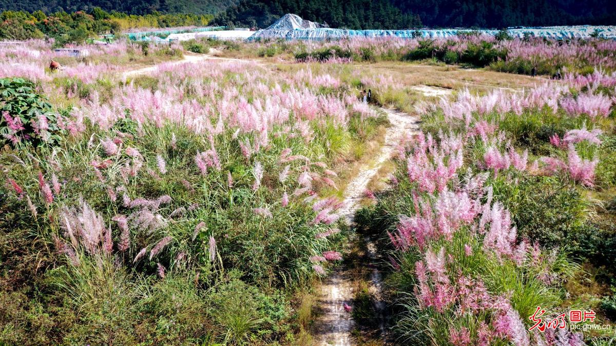 秋赏斑茅花海