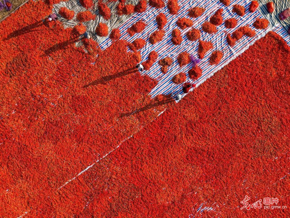 10月5日-10月11日光明图片一周见报作品精选