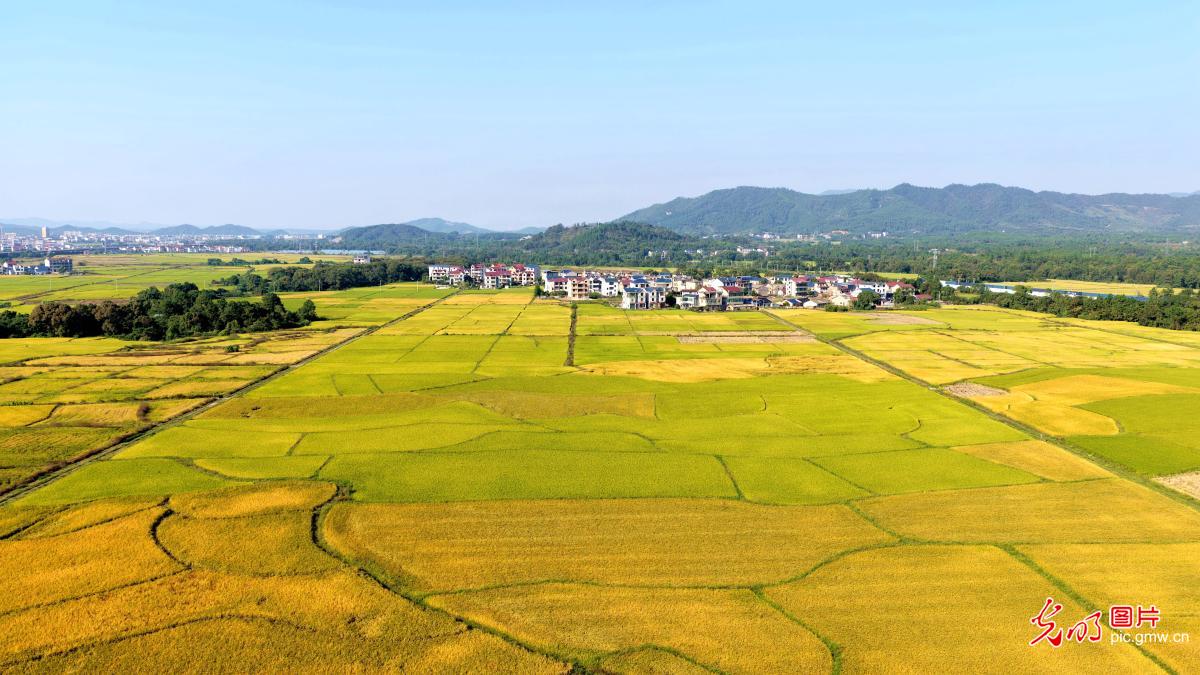 田畴鎏金铺锦卷 大地欢唱丰收歌