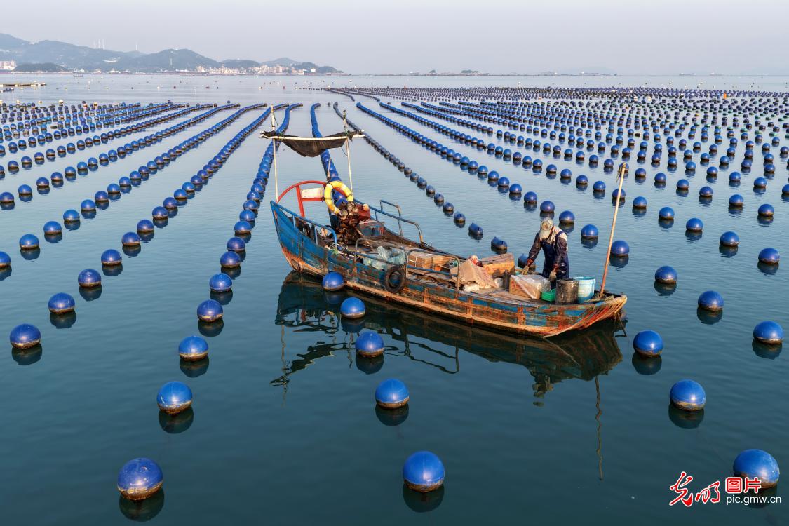 耕海养“鲍”忙