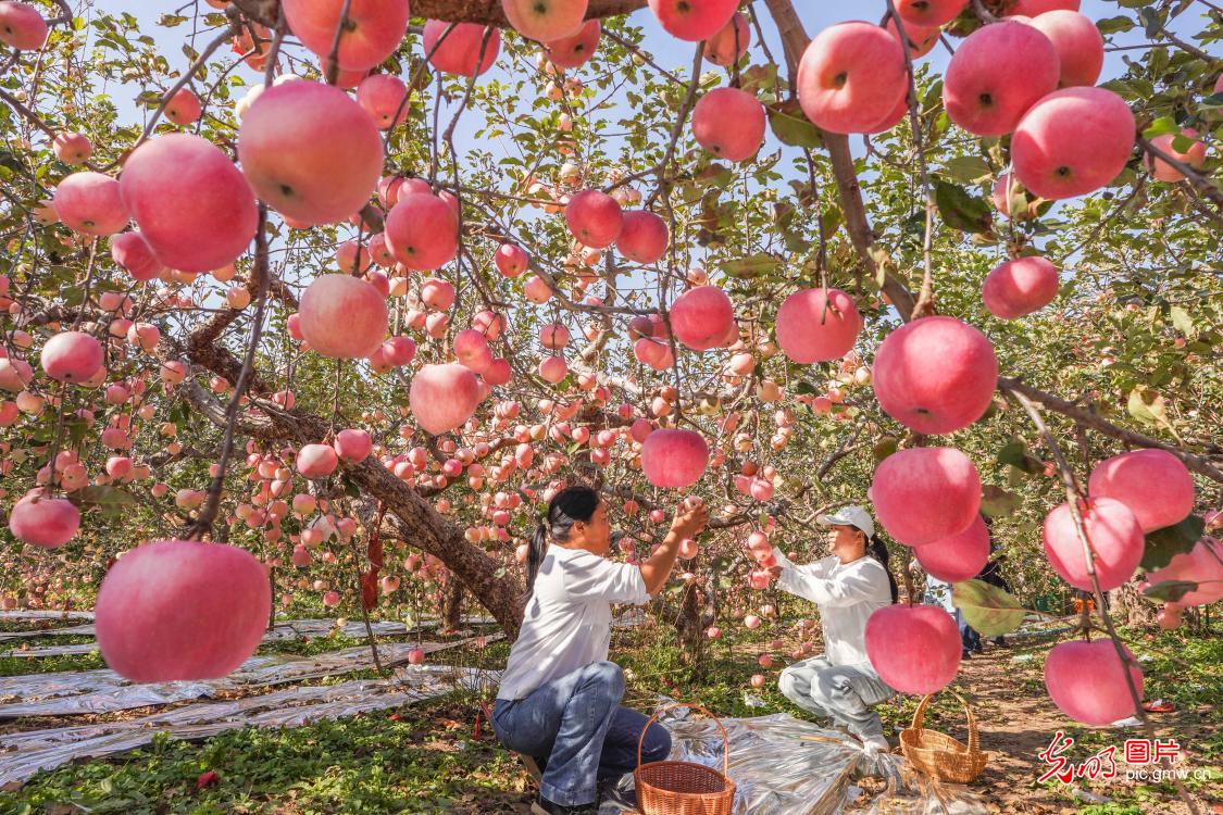 山地苹果收获忙