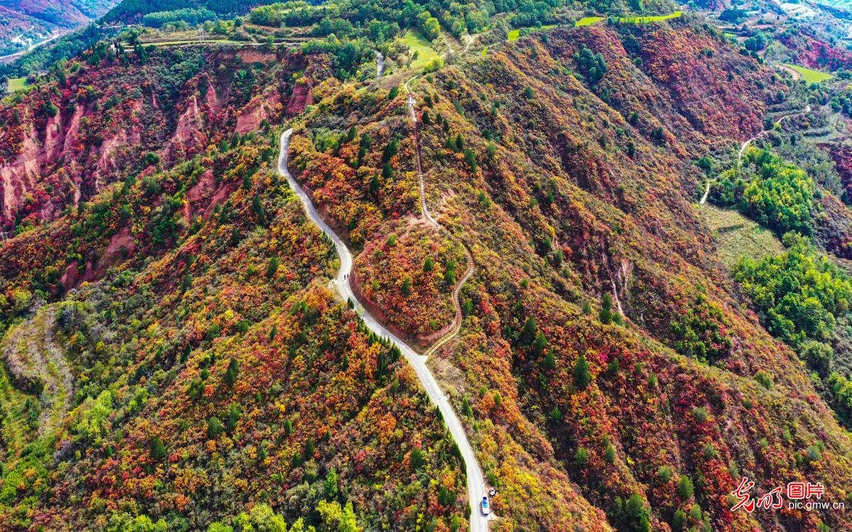 红叶染群山 秋赏正当时