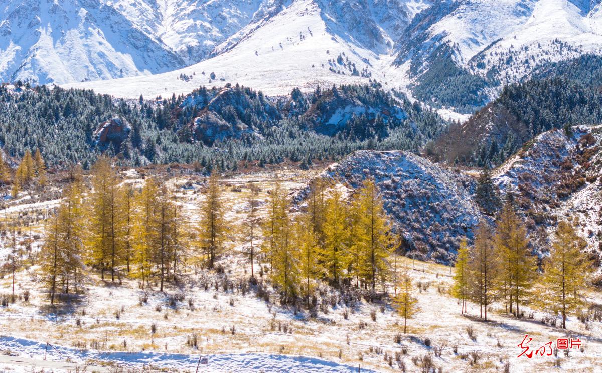 初雪落祁连 层峦披银装