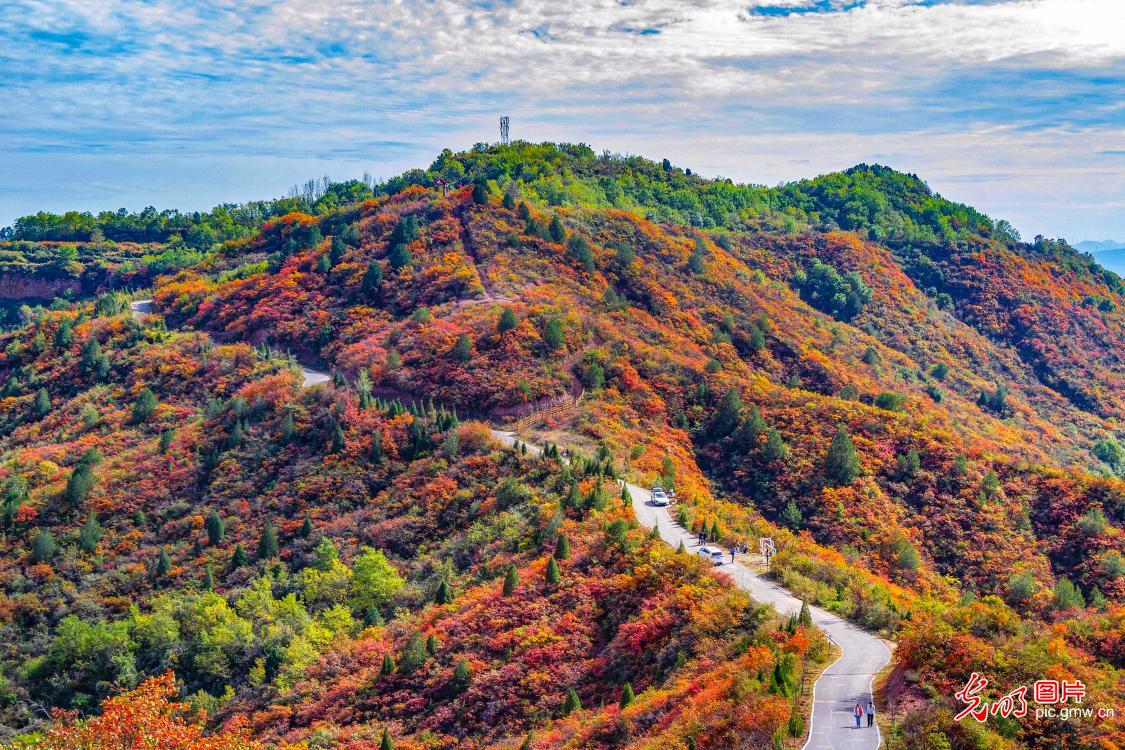 红叶染群山 秋赏正当时
