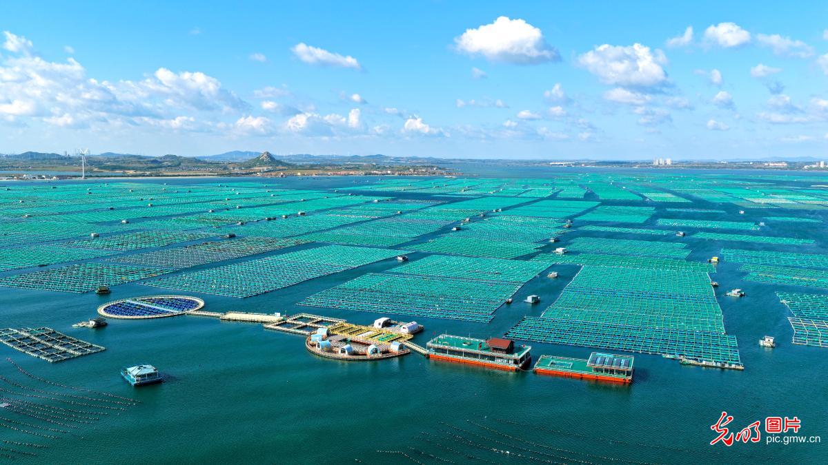 苍海渔歌