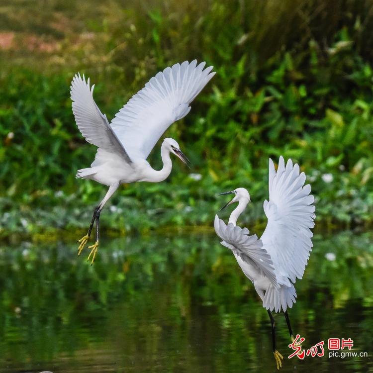 湖畔风清 白鹭飞翔