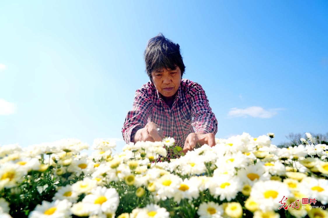秋菊次第开 赏收两相宜 秋菊次第开 赏收两相宜