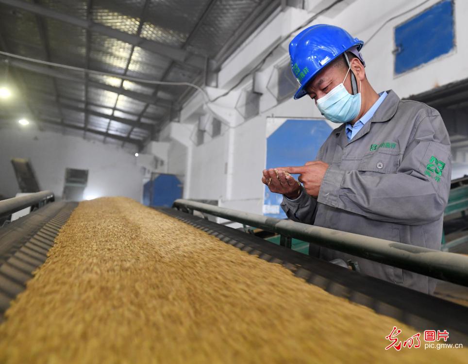 抢收晾晒稳推进 秋粮入库护粮安