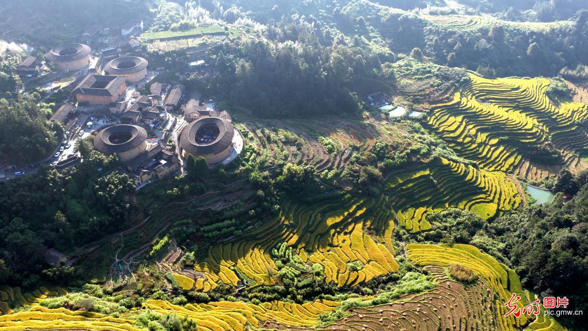 金色稻田映土楼