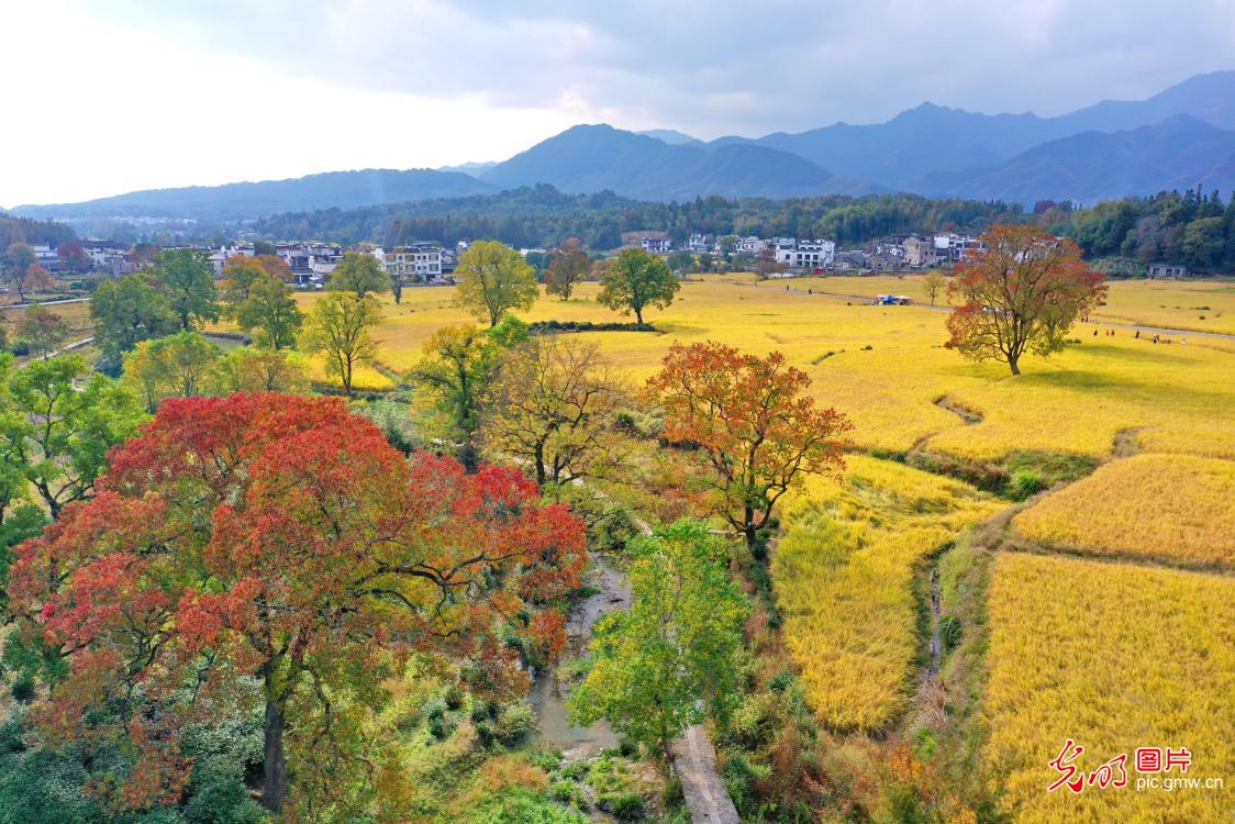 塔川秋色渐浓