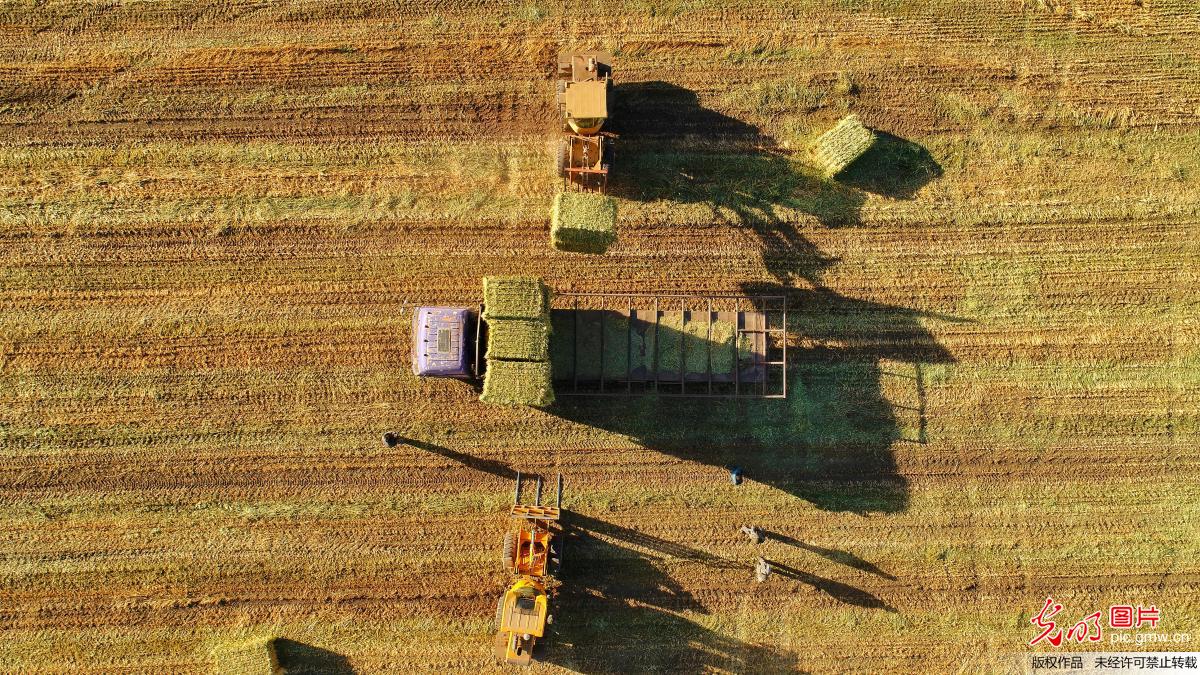 甘肃山丹马场33万亩燕麦草进入收获期